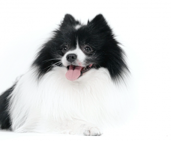 Oreo and Friends Campaign